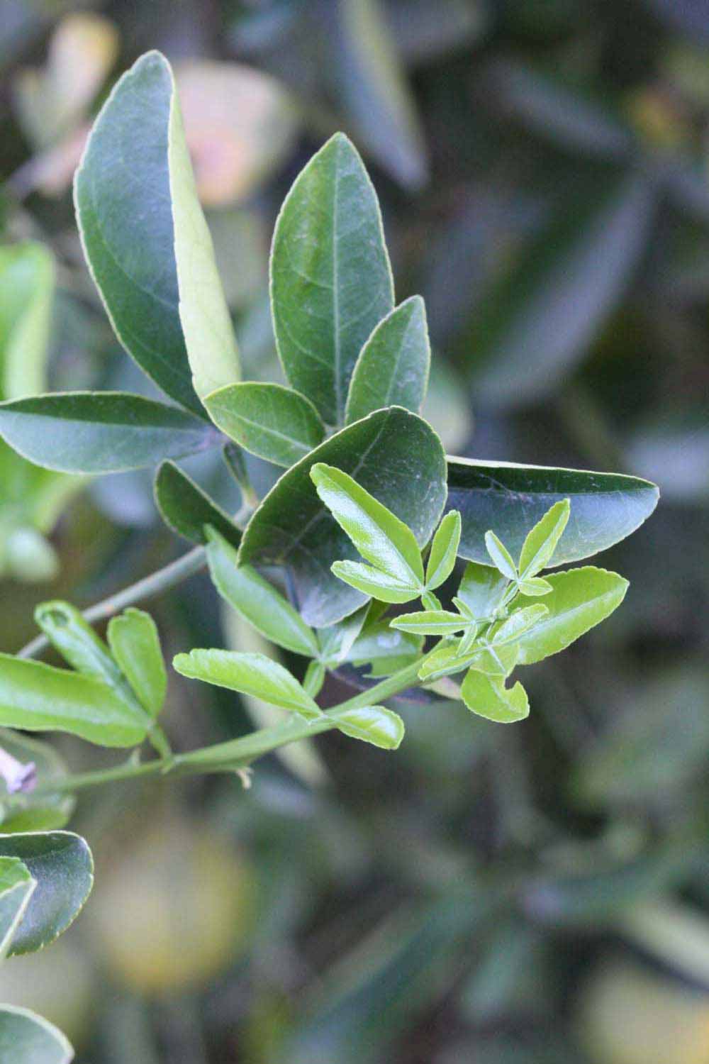            Trifoliolate leaves (Riverside, CA)   